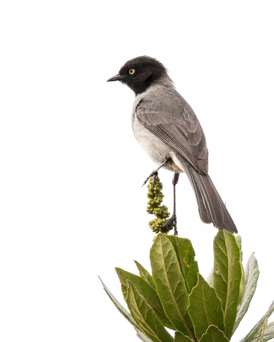 Black-headed Hemispingus - Rob Felix