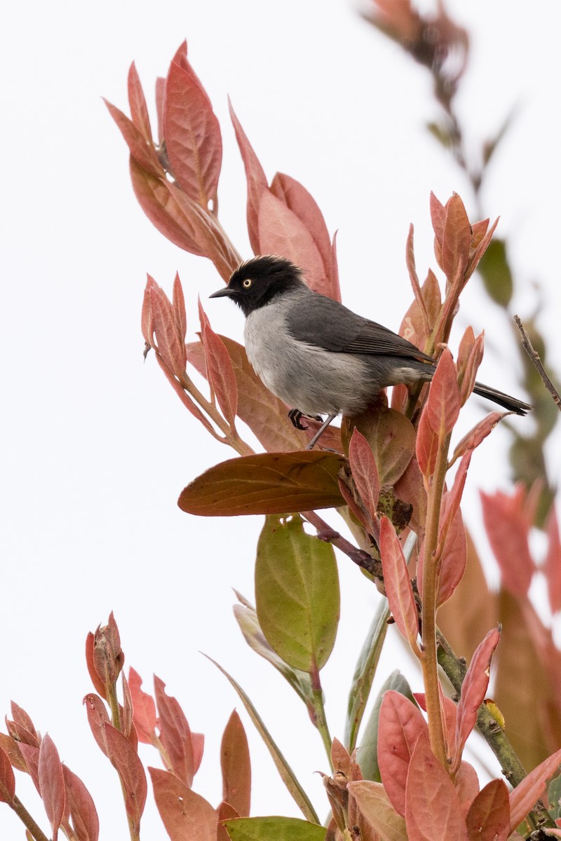 Black-headed Hemispingus - ML83983691