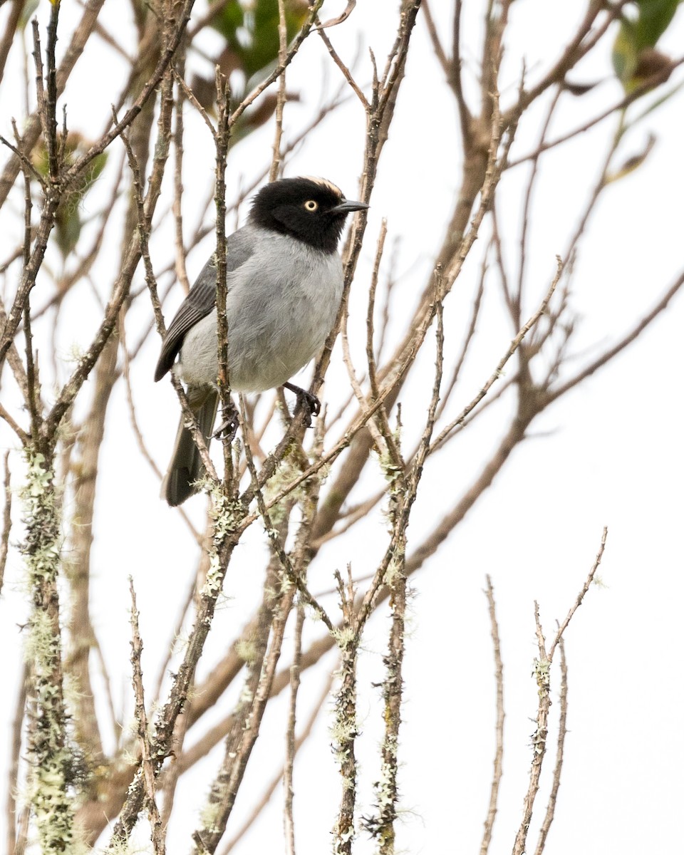 Black-headed Hemispingus - ML83983701