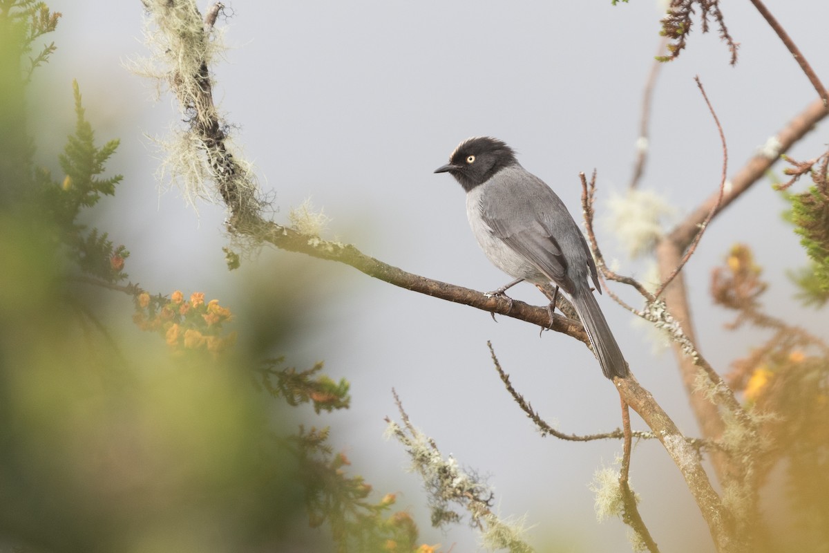 Black-headed Hemispingus - ML83983731