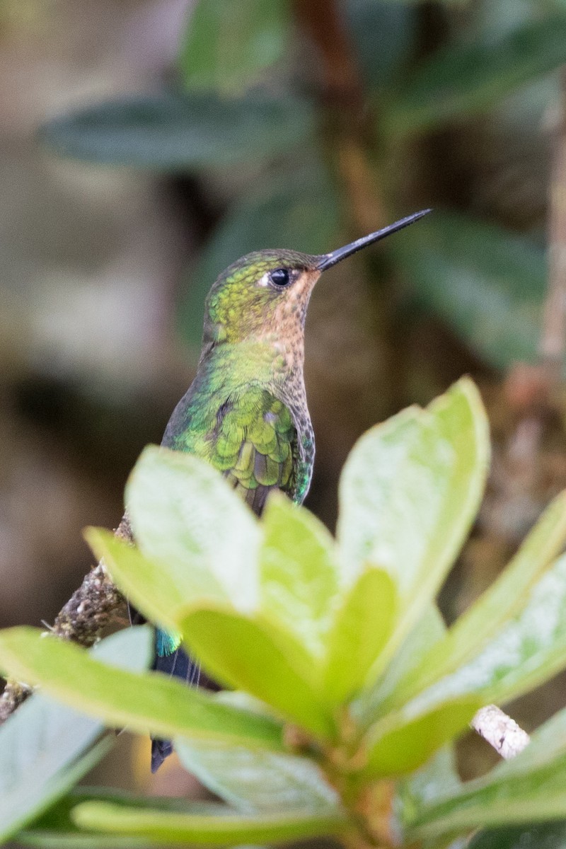 Blue-throated Starfrontlet - ML83983761