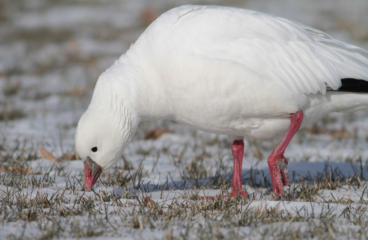 Ross's Goose - ML83984141