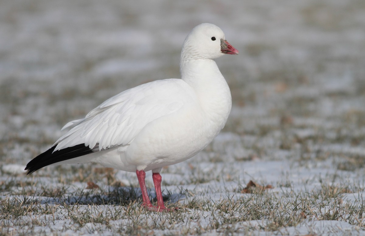 Ross's Goose - ML83984151