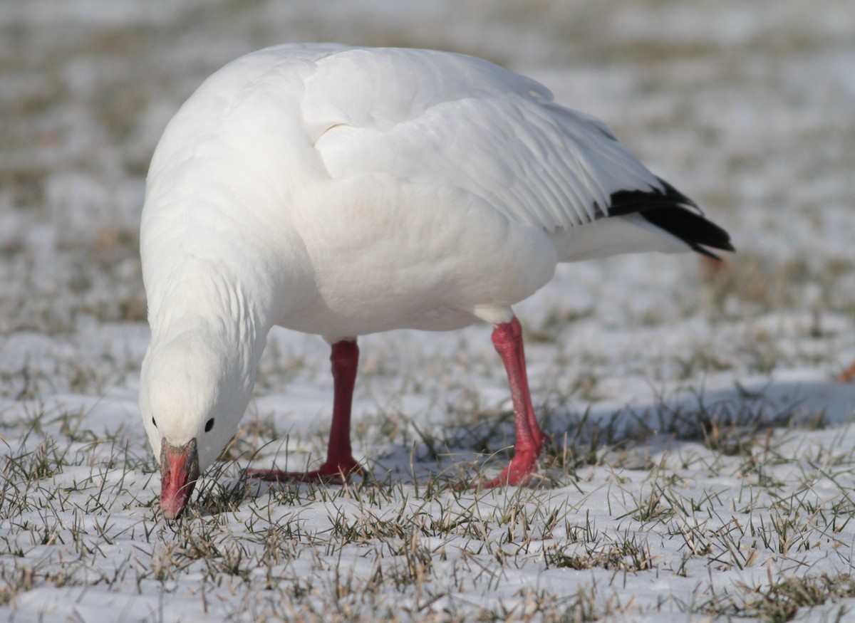 Ross's Goose - ML83984181