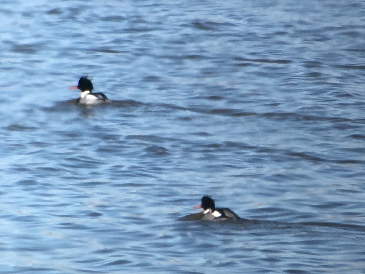 Red-breasted Merganser - ML83984511