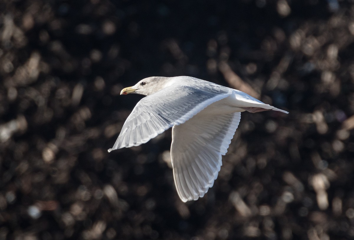 Glaucous-winged Gull - Blake Matheson