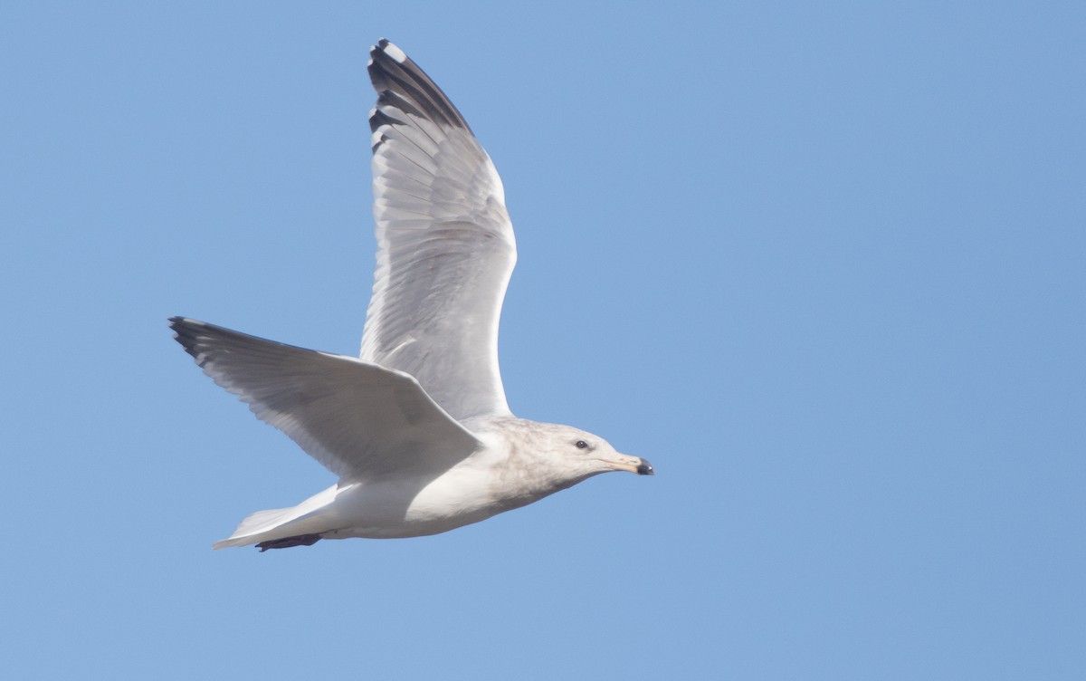 Herring x Glaucous-winged Gull (hybrid) - Blake Matheson