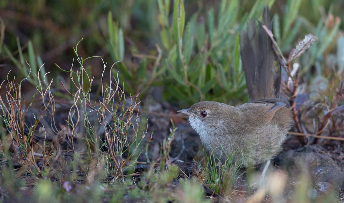 Eastern Bristlebird - Ian Davies