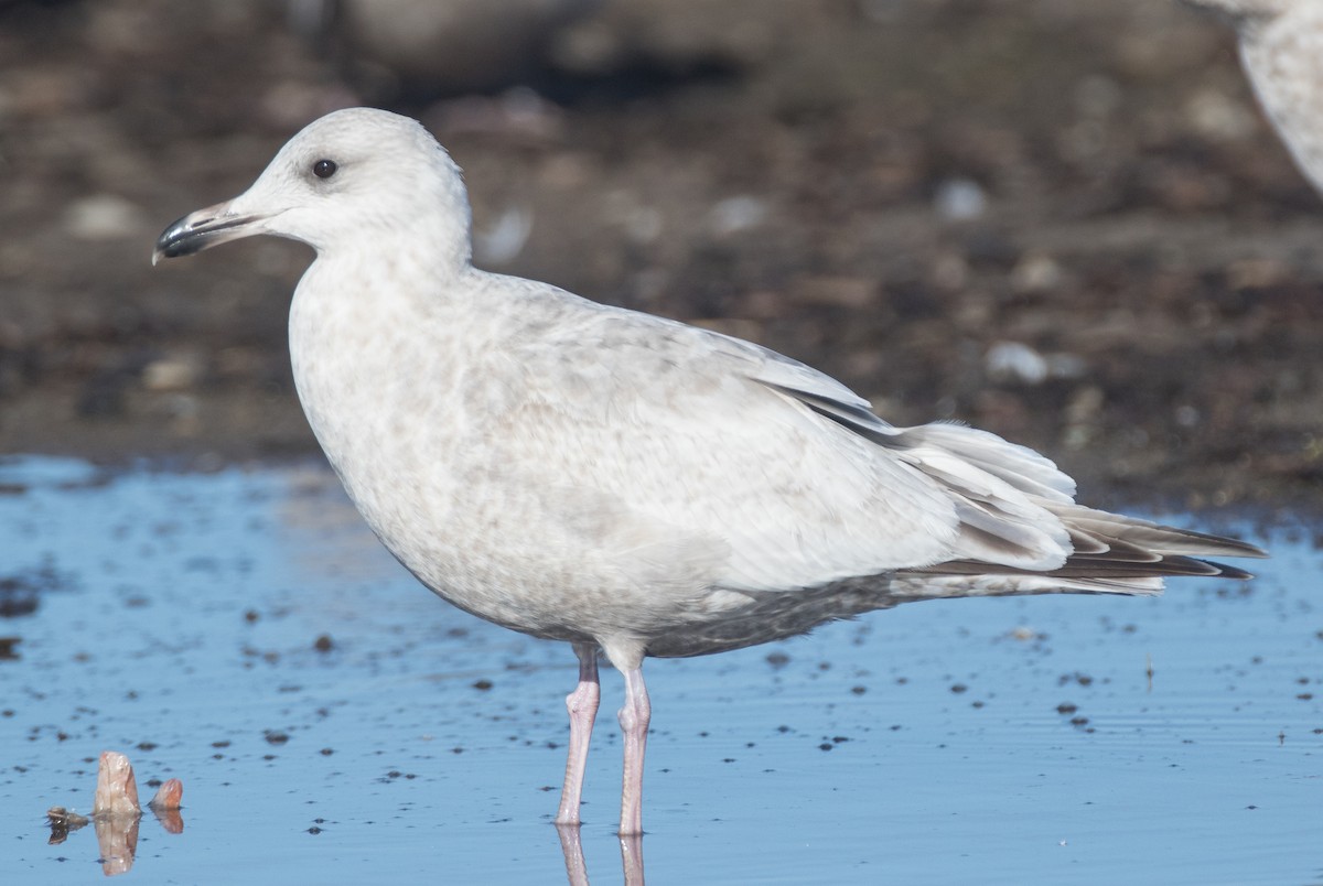 Herring x Glaucous-winged Gull (hybrid) - Blake Matheson