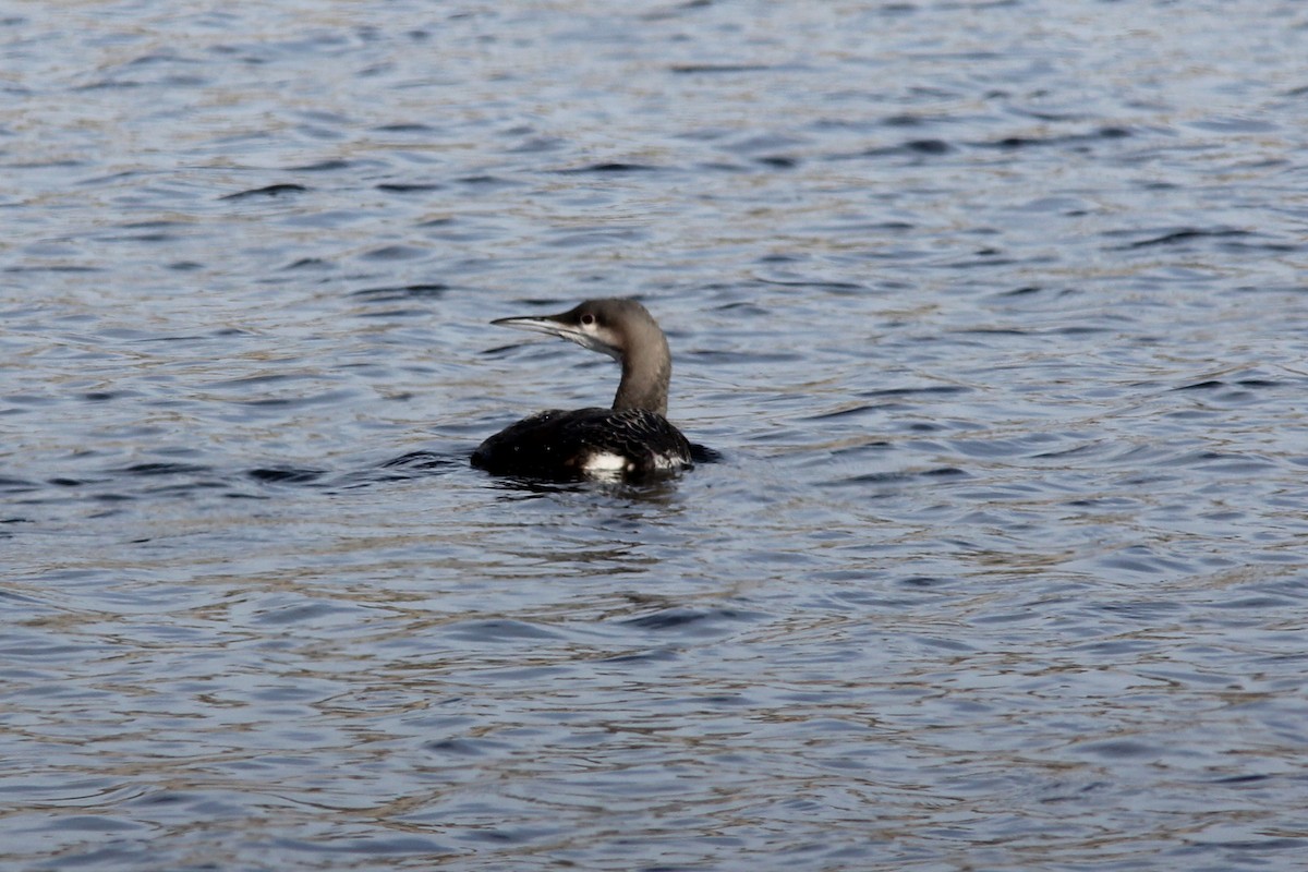 Arctic Loon - ML83986161