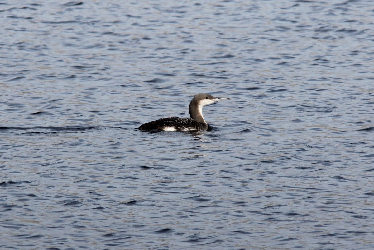 Arctic Loon - ML83986191