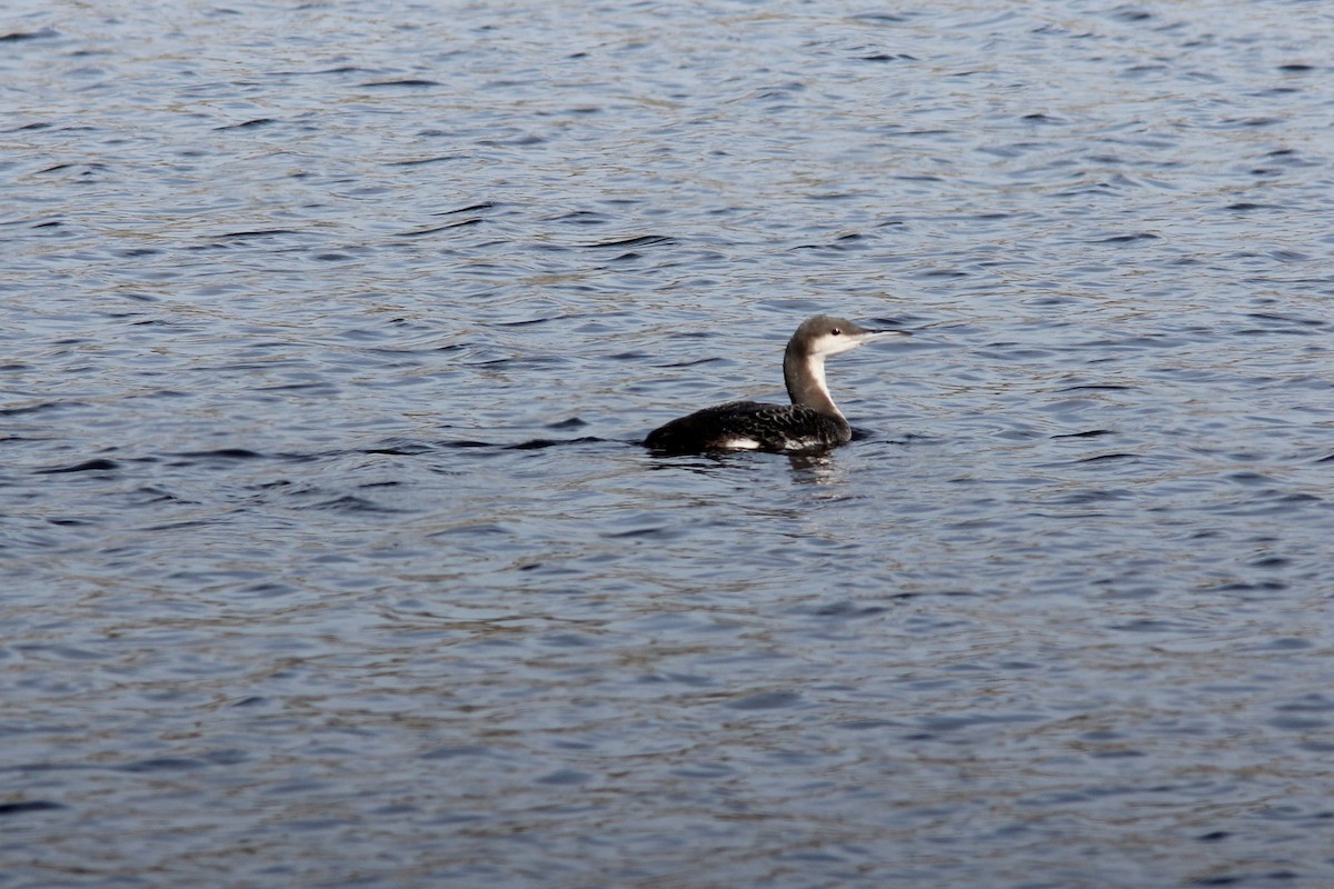 Arctic Loon - ML83986201