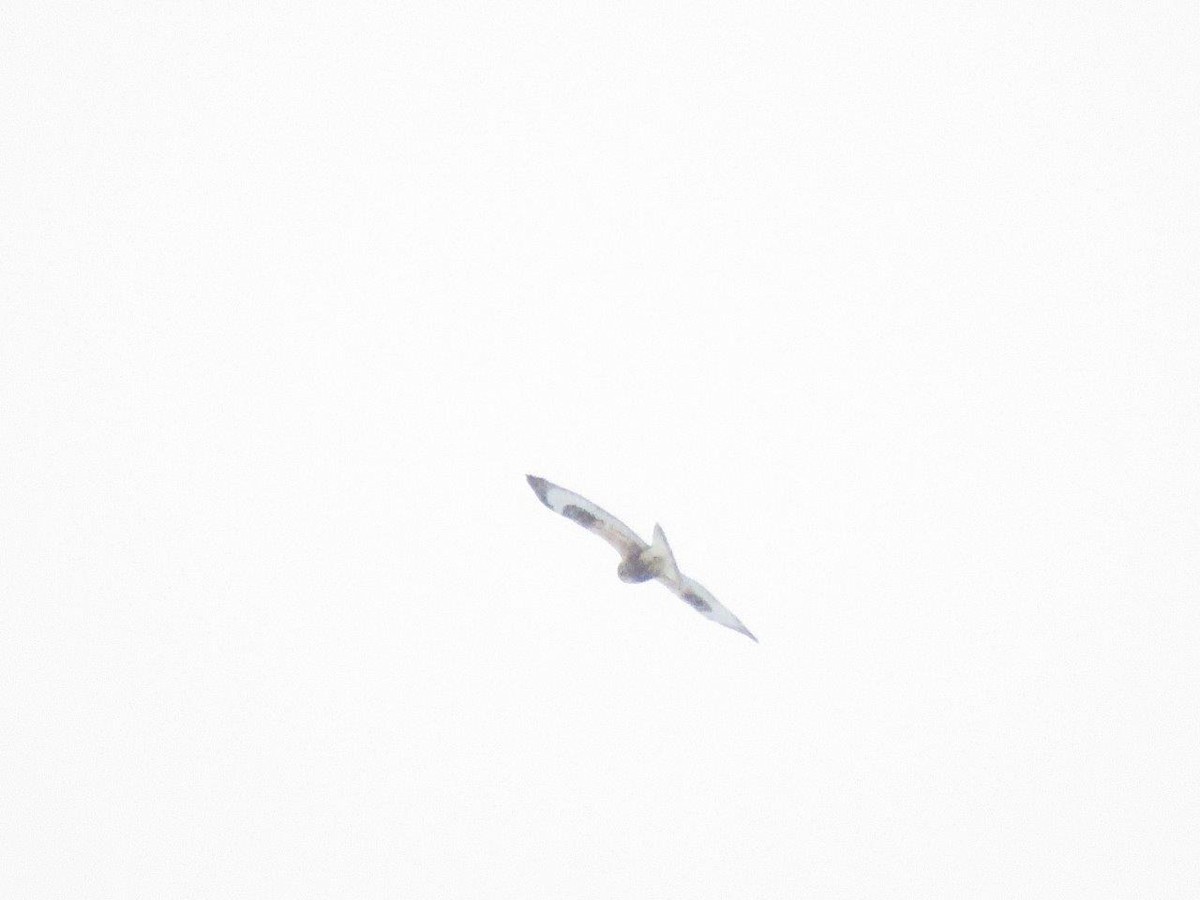 Rough-legged Hawk - ML83988081