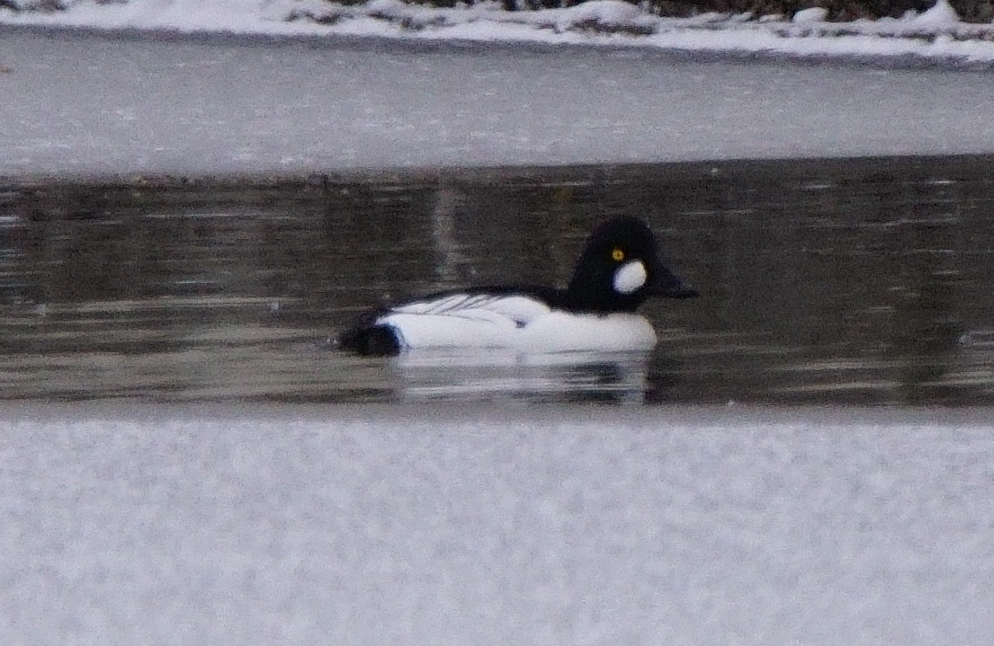 Common Goldeneye - ML83988461