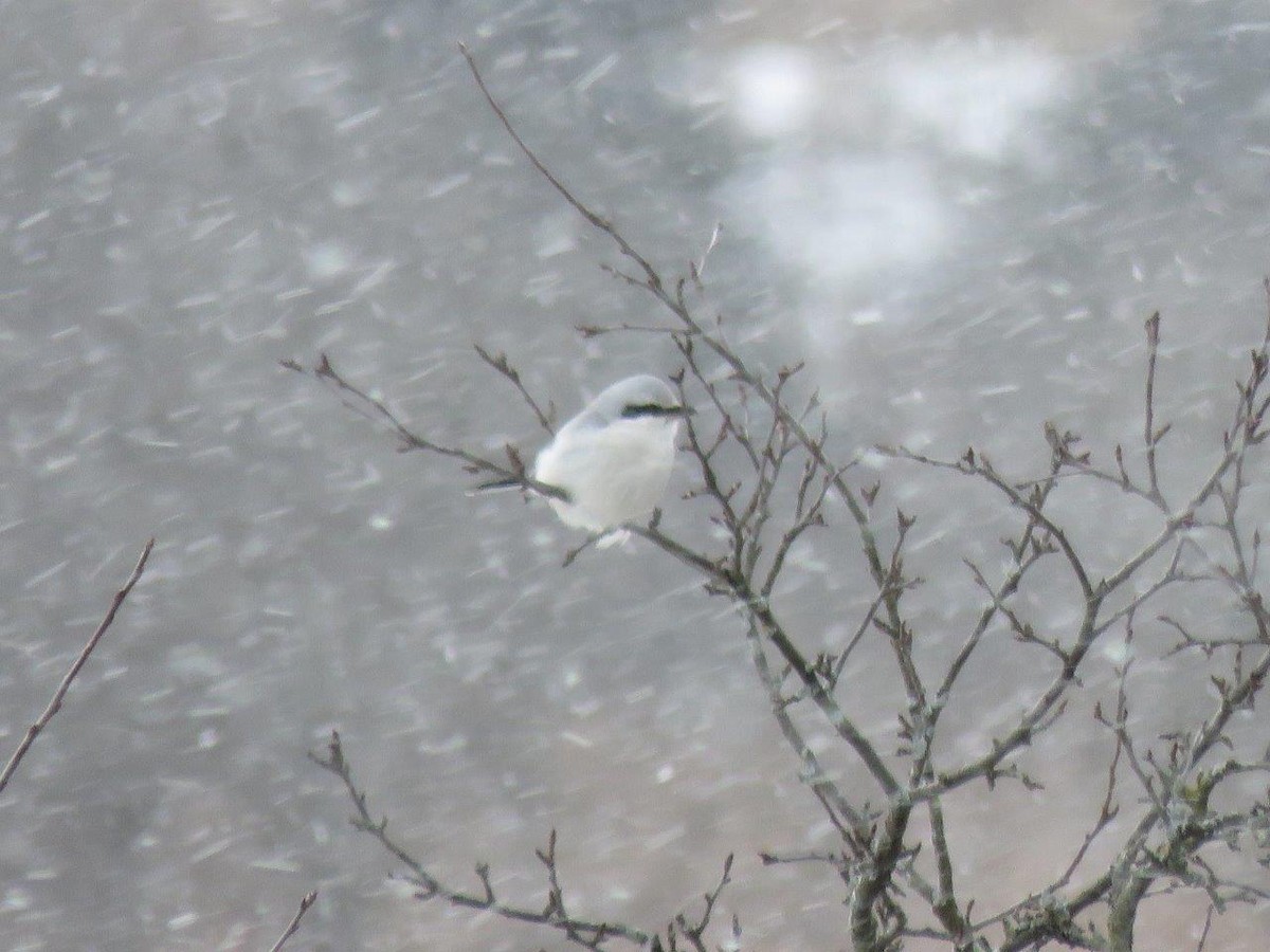 Northern Shrike - ML83988621