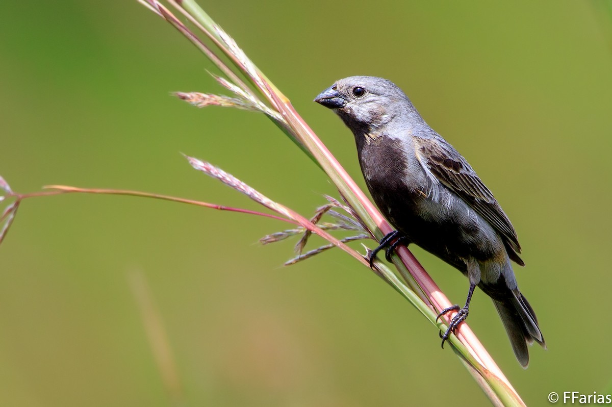 Black-bellied Seedeater - ML83993461