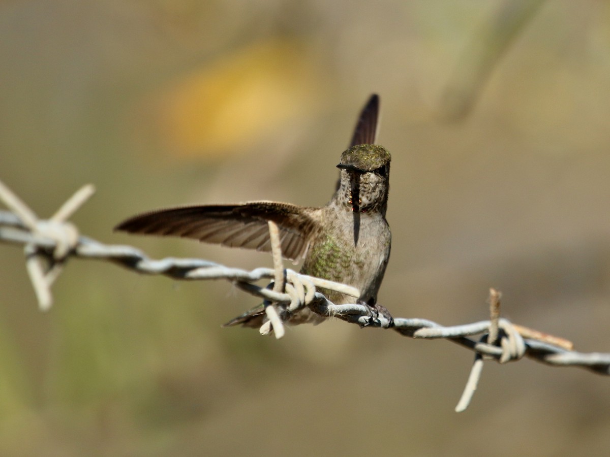 Anna's Hummingbird - Christine Jacobs