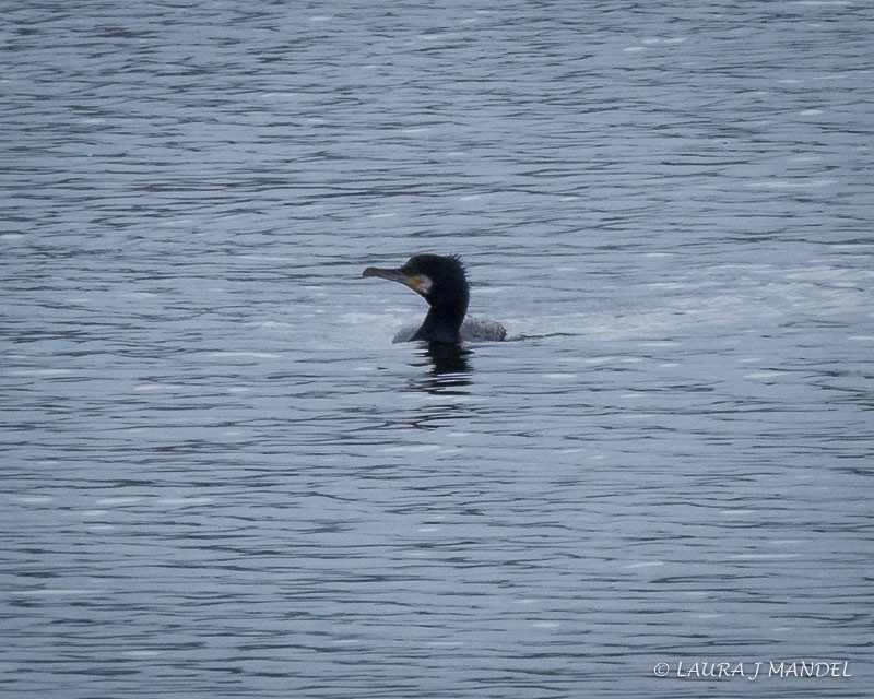 Great Cormorant - ML83994741