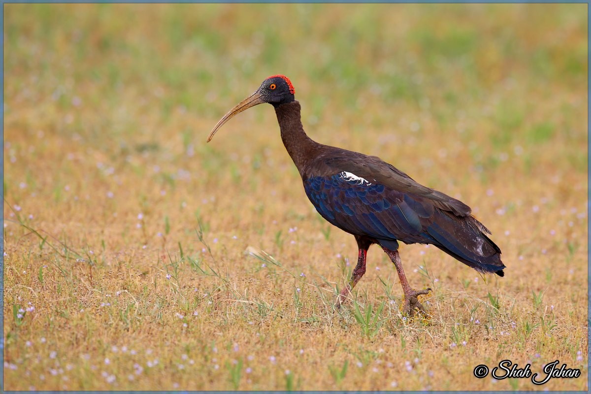Red-naped Ibis - ML83996381