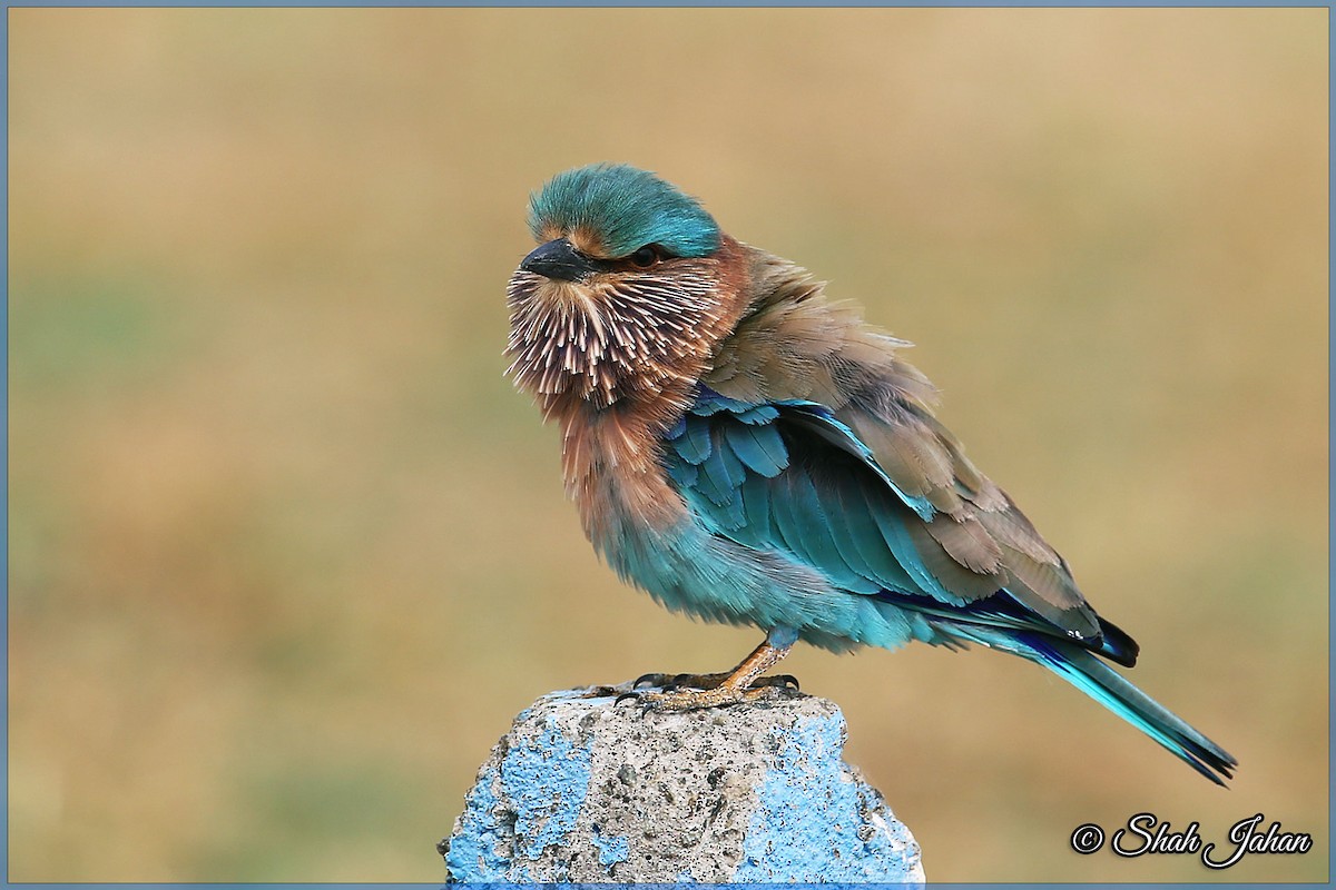 Indian Roller - ML83996411