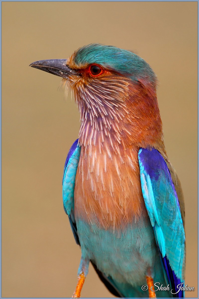 Indian Roller - ML83996421