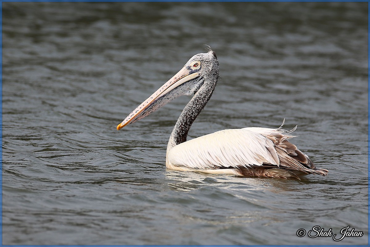Spot-billed Pelican - ML83996491
