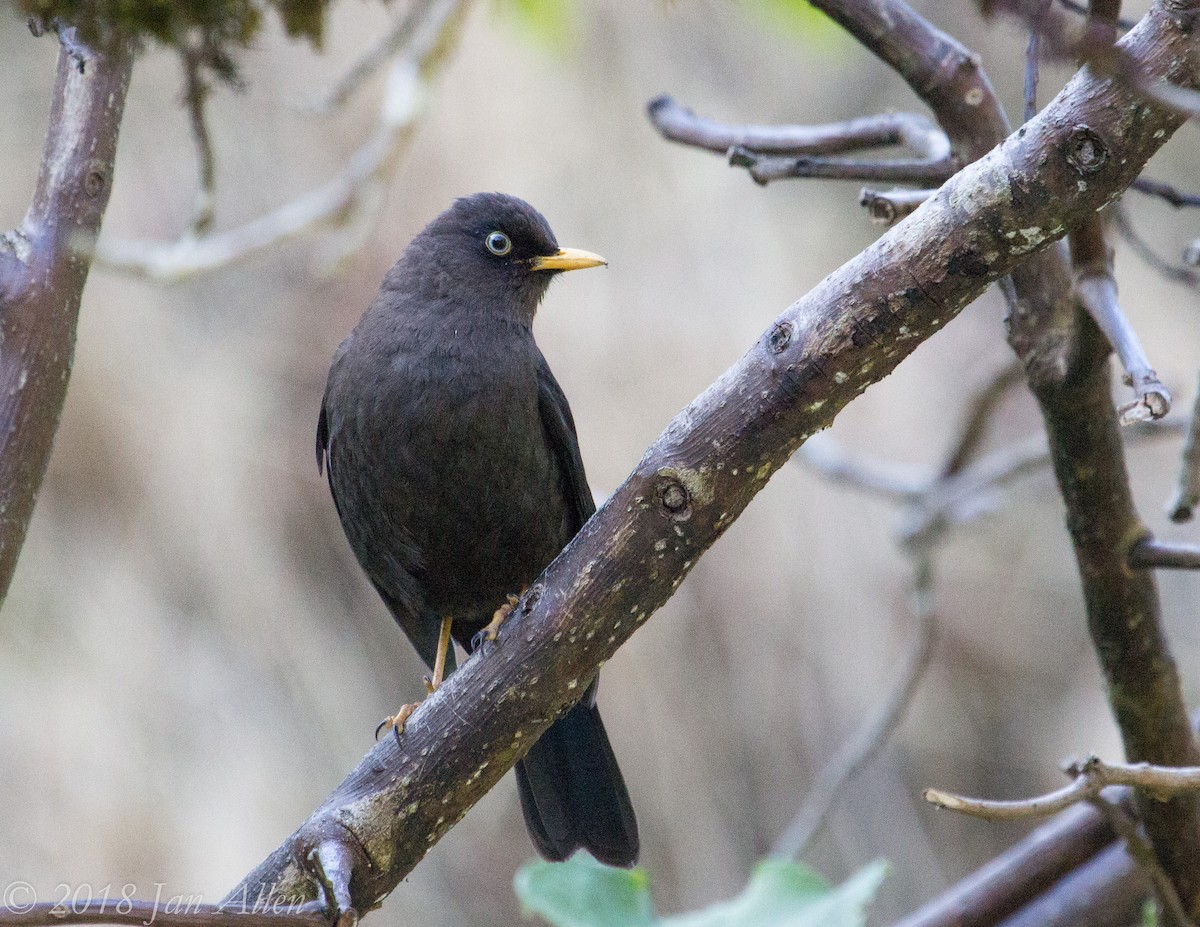 Sooty Thrush - ML83996561