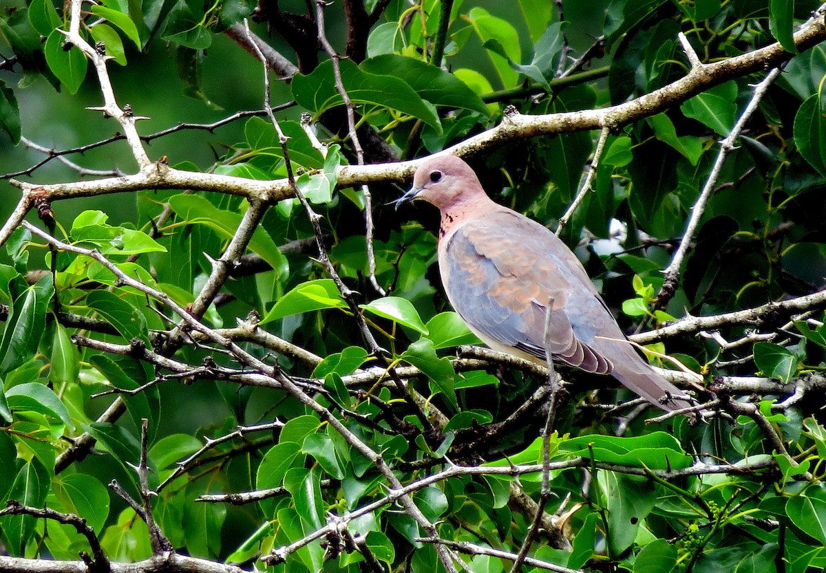 Tórtola Senegalesa - ML83997121