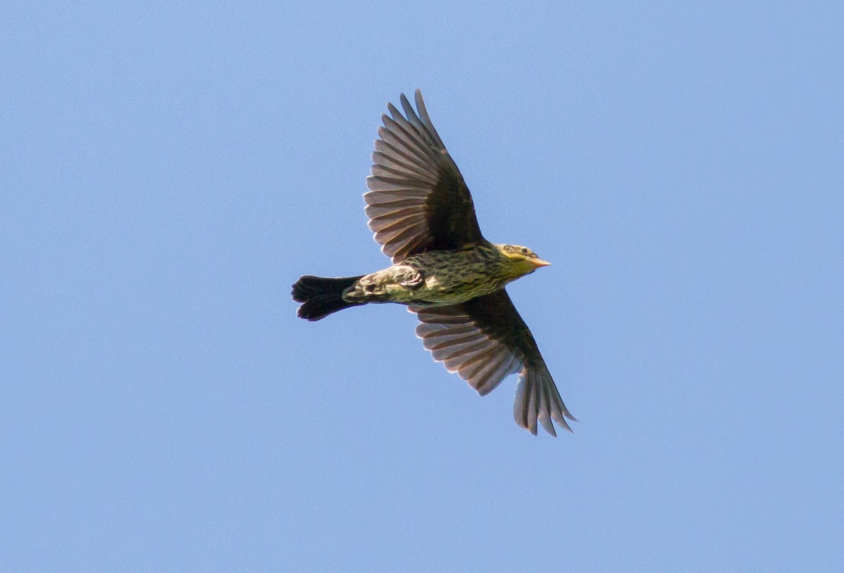 Red-winged Blackbird - ML83997421