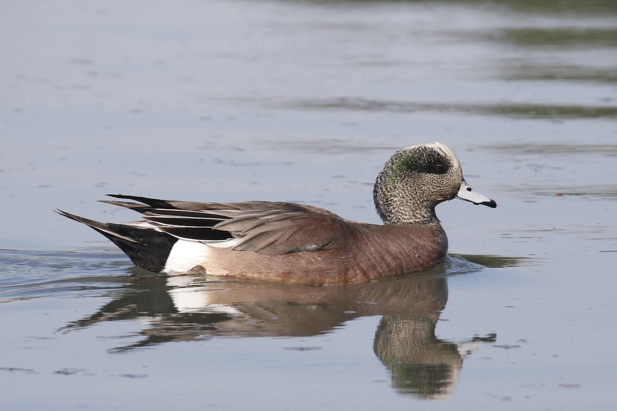 American Wigeon - ML83999091