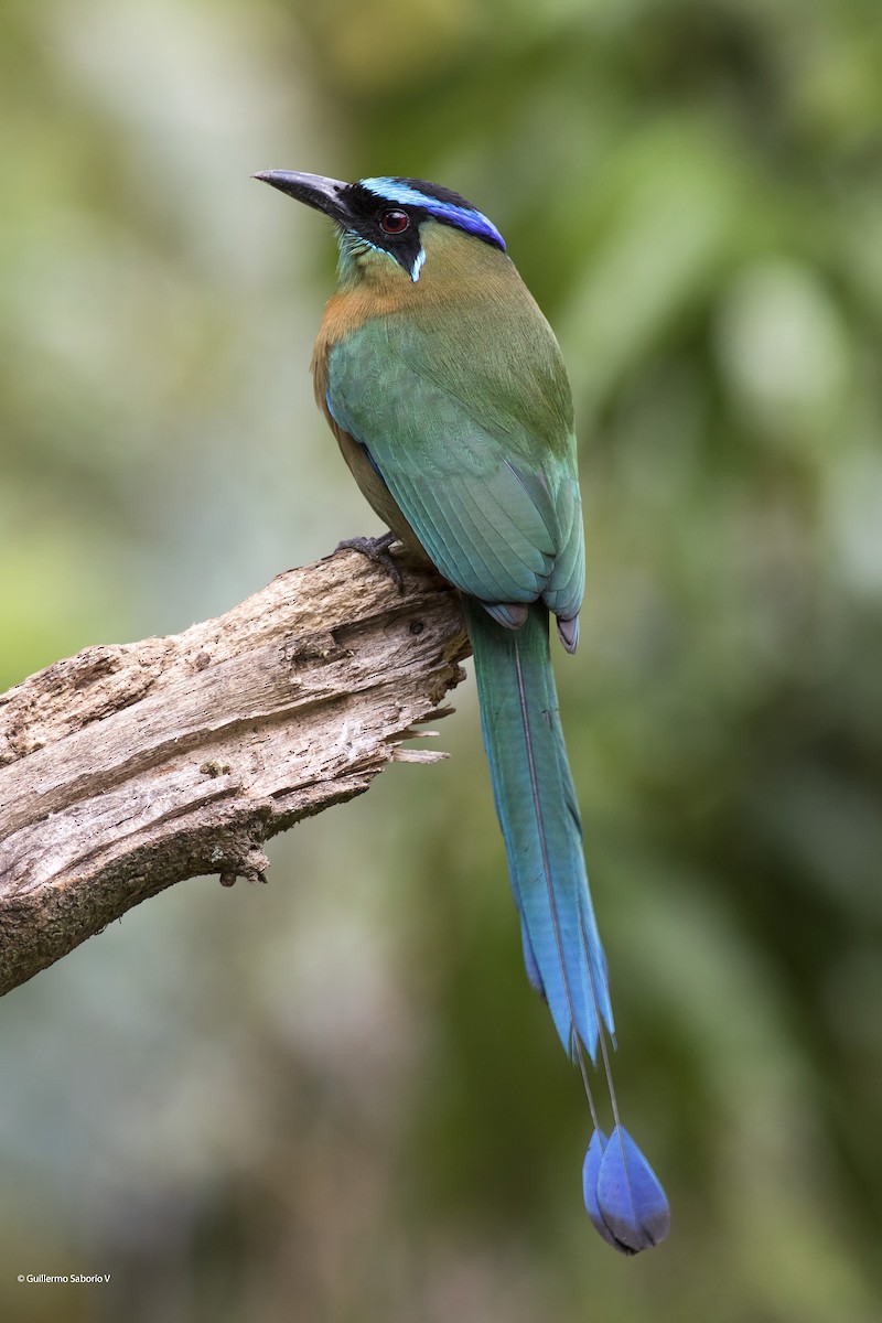 diademmotmot - ML83999351