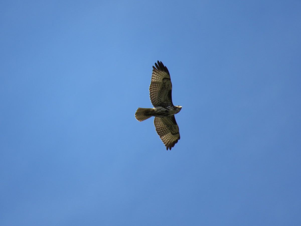 Red-tailed Hawk - ML84000111