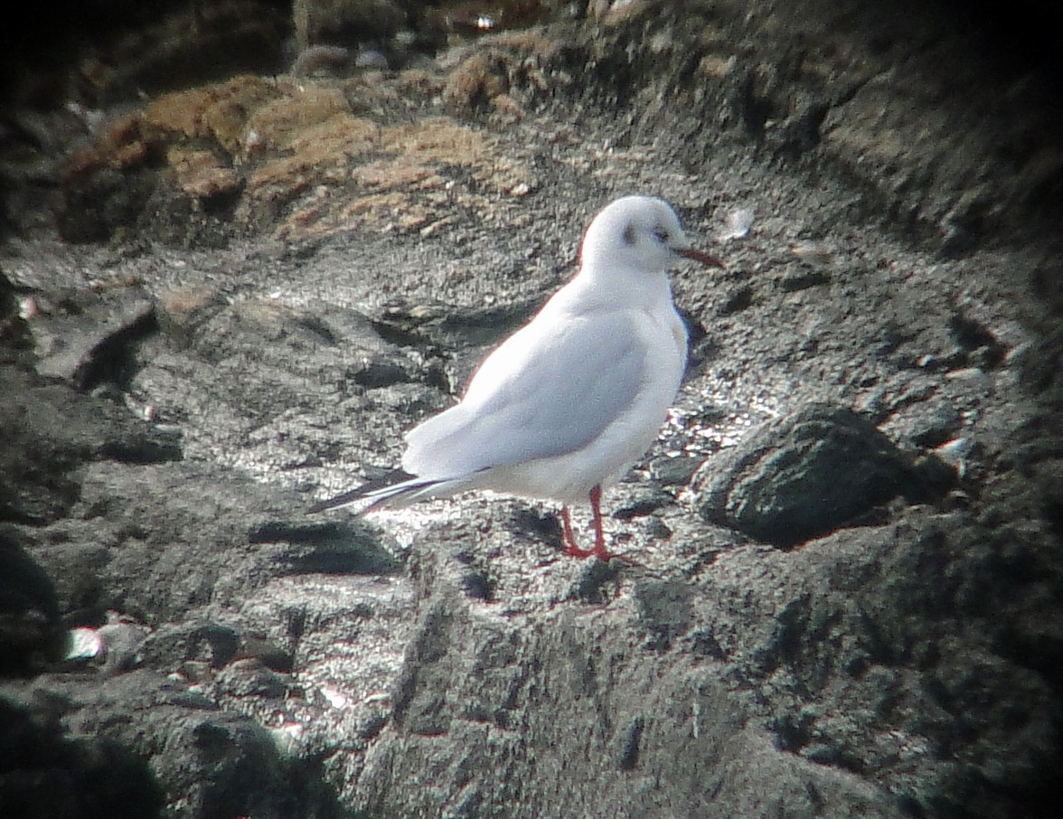 Хүрэн толгойт цахлай - ML84000881