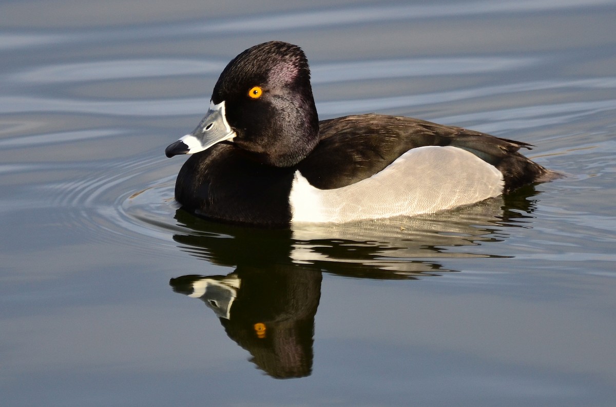 Ring-necked Duck - Steve Tucker