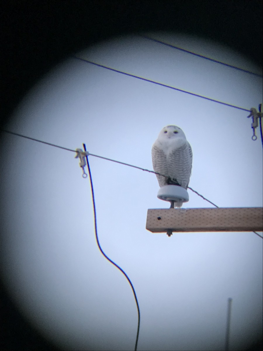 Snowy Owl - ML84001911