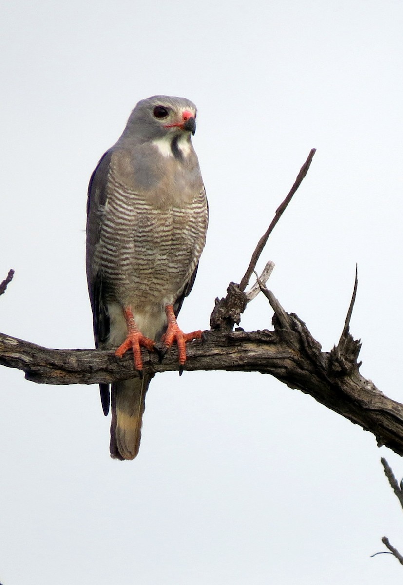 Lizard Buzzard - ML84002501