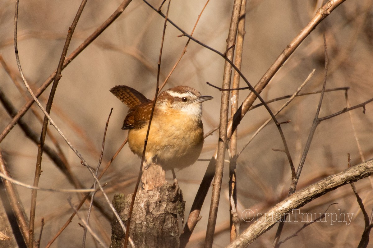 Carolina Wren - Brian Murphy