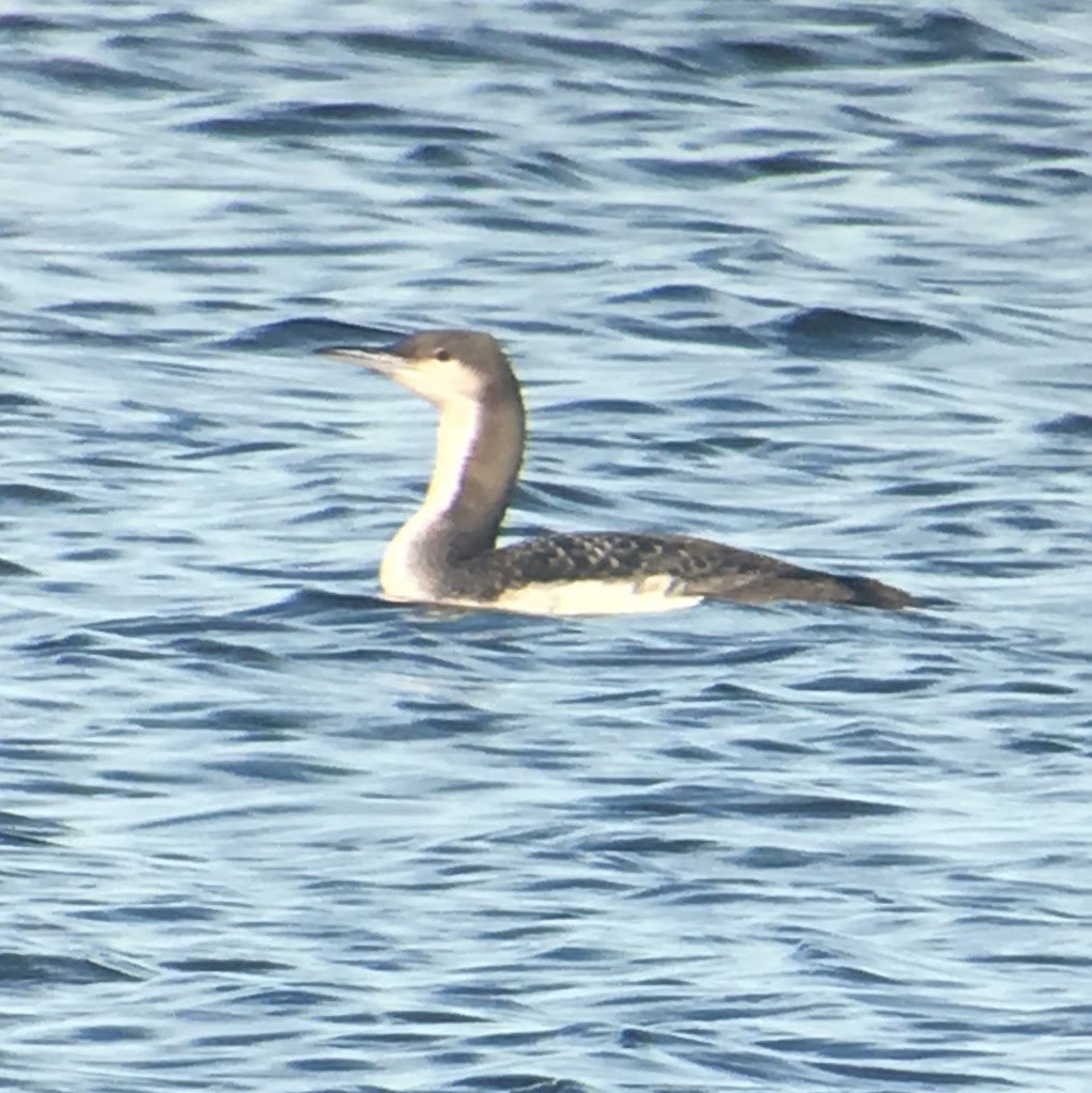 Arctic Loon - ML84003711