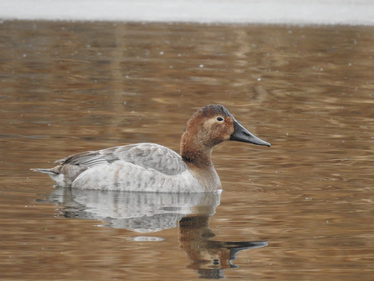 Canvasback - ML84004331