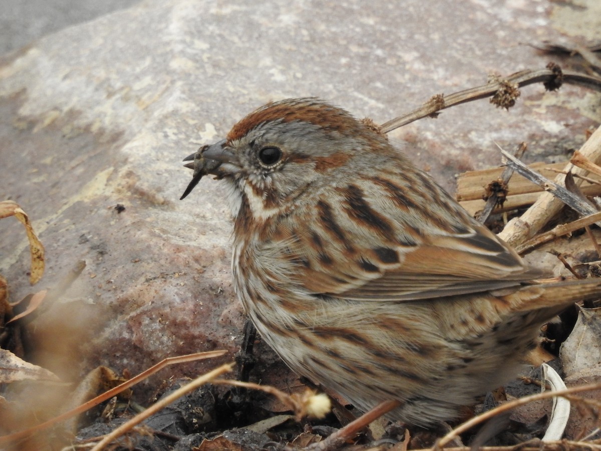 Song Sparrow - ML84005171