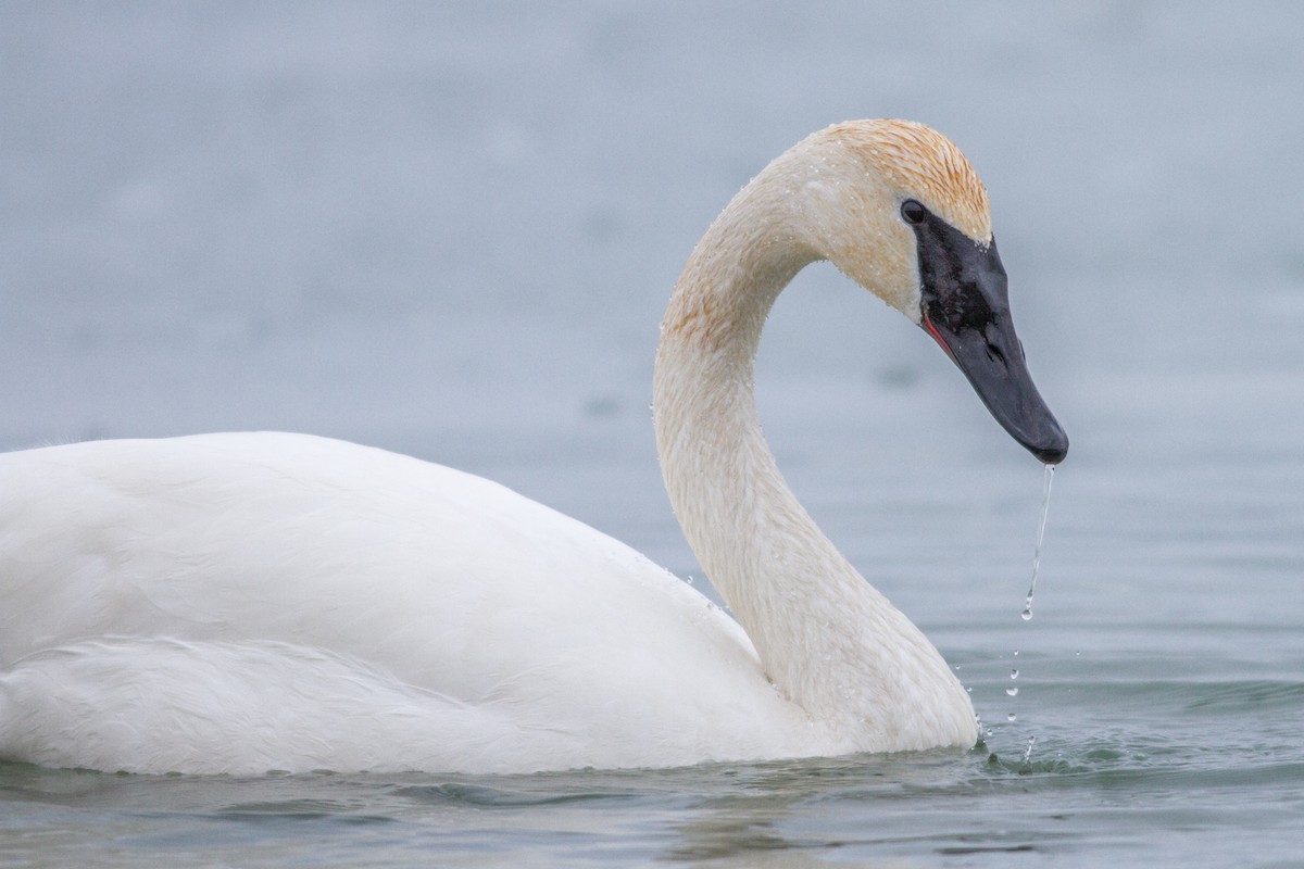 Trumpeter Swan - ML84005851