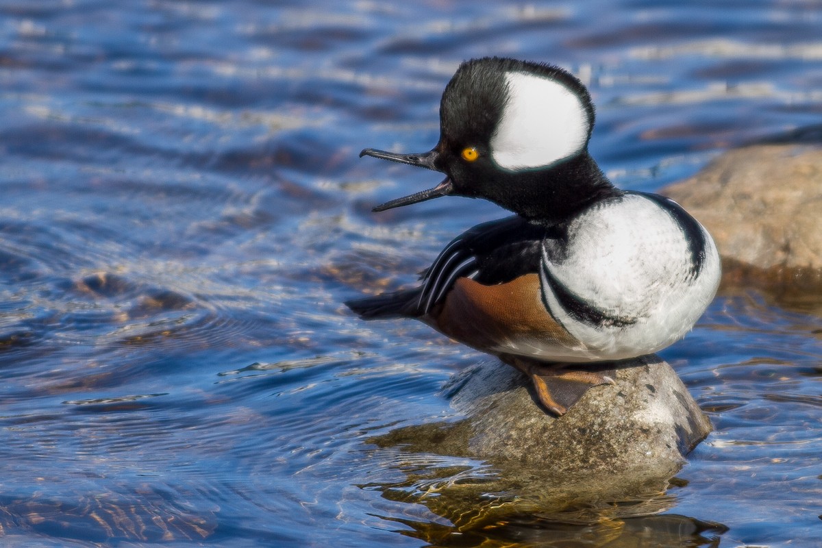 Hooded Merganser - ML84007351