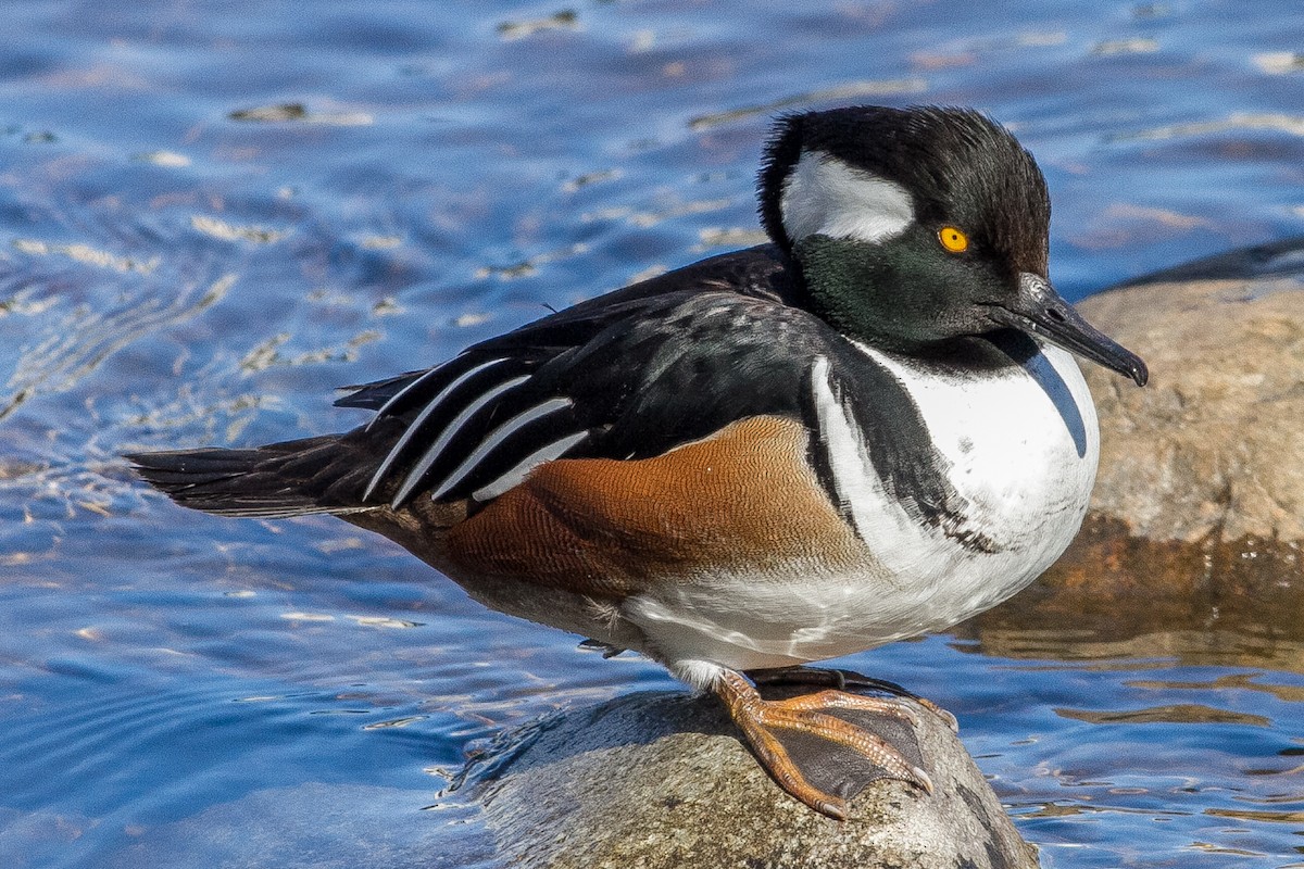 Hooded Merganser - ML84007371