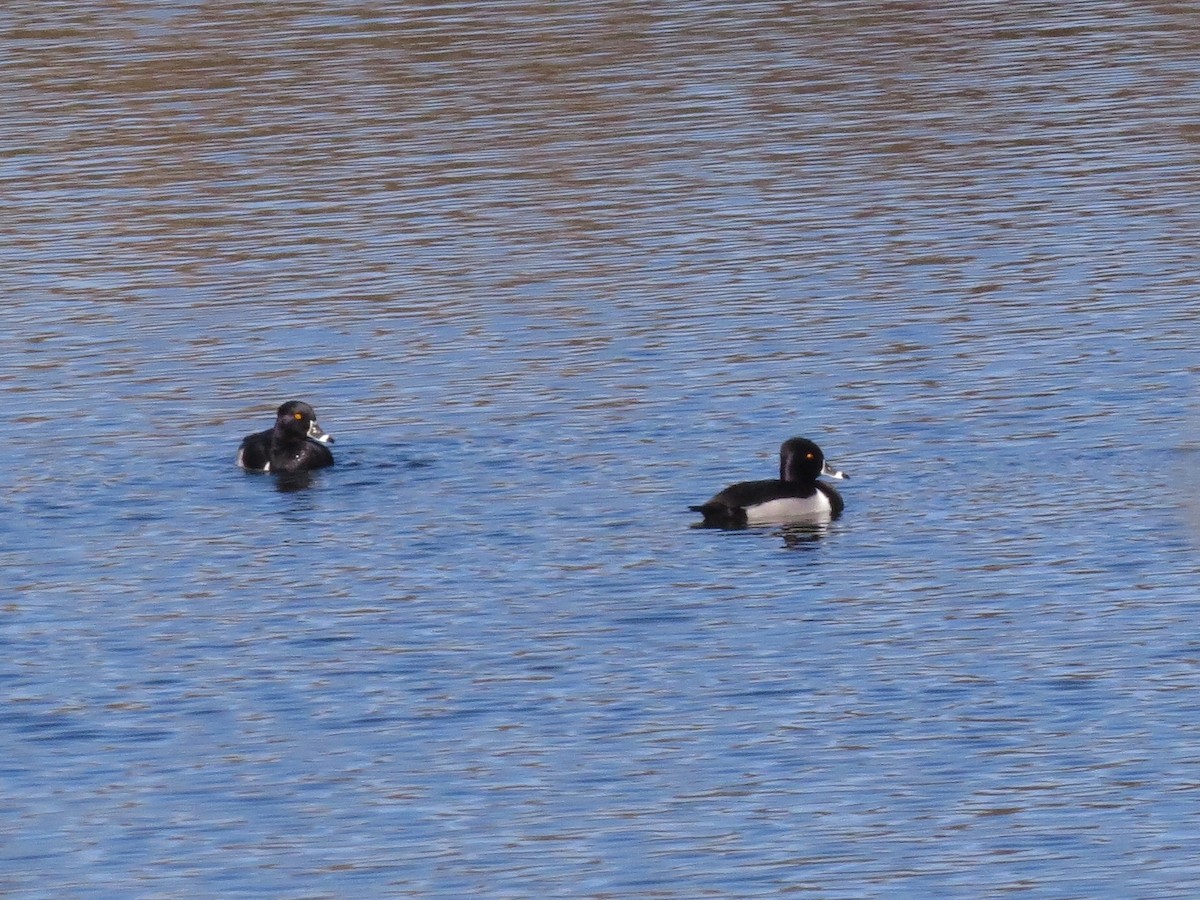 Ring-necked Duck - ML84010081