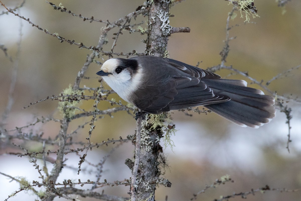 Canada Jay (Boreal) - Drew Weber