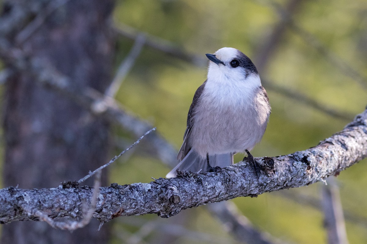 Canada Jay (Boreal) - Drew Weber