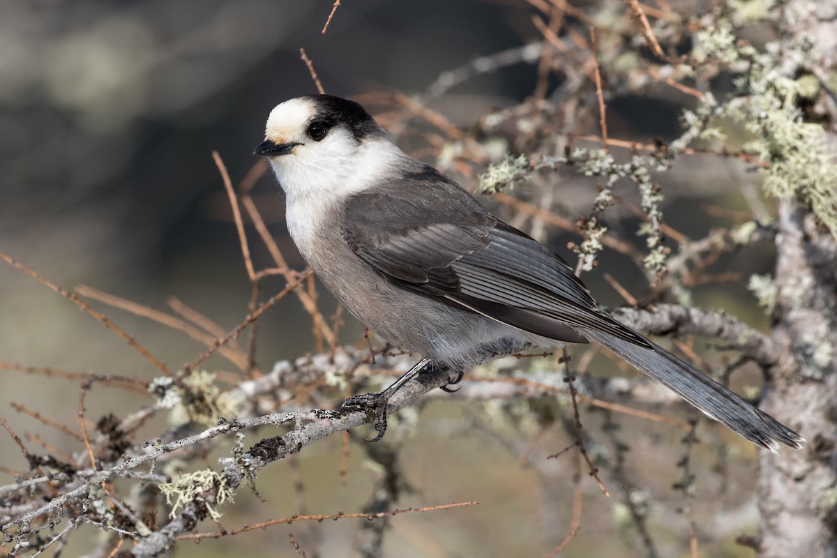 Canada Jay (Boreal) - Drew Weber