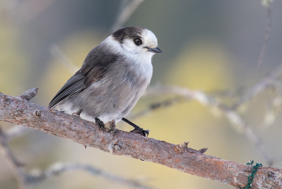 Canada Jay (Boreal) - Drew Weber