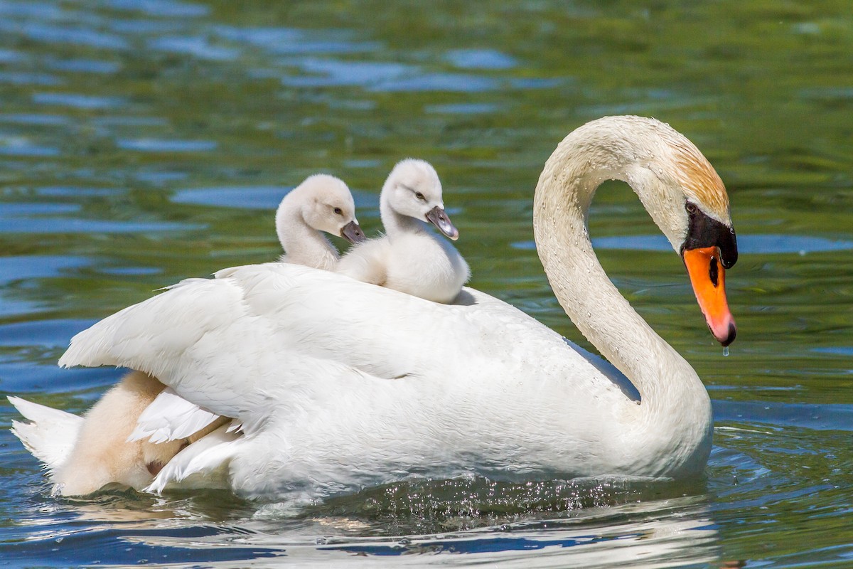 Mute Swan - Kyle Blaney