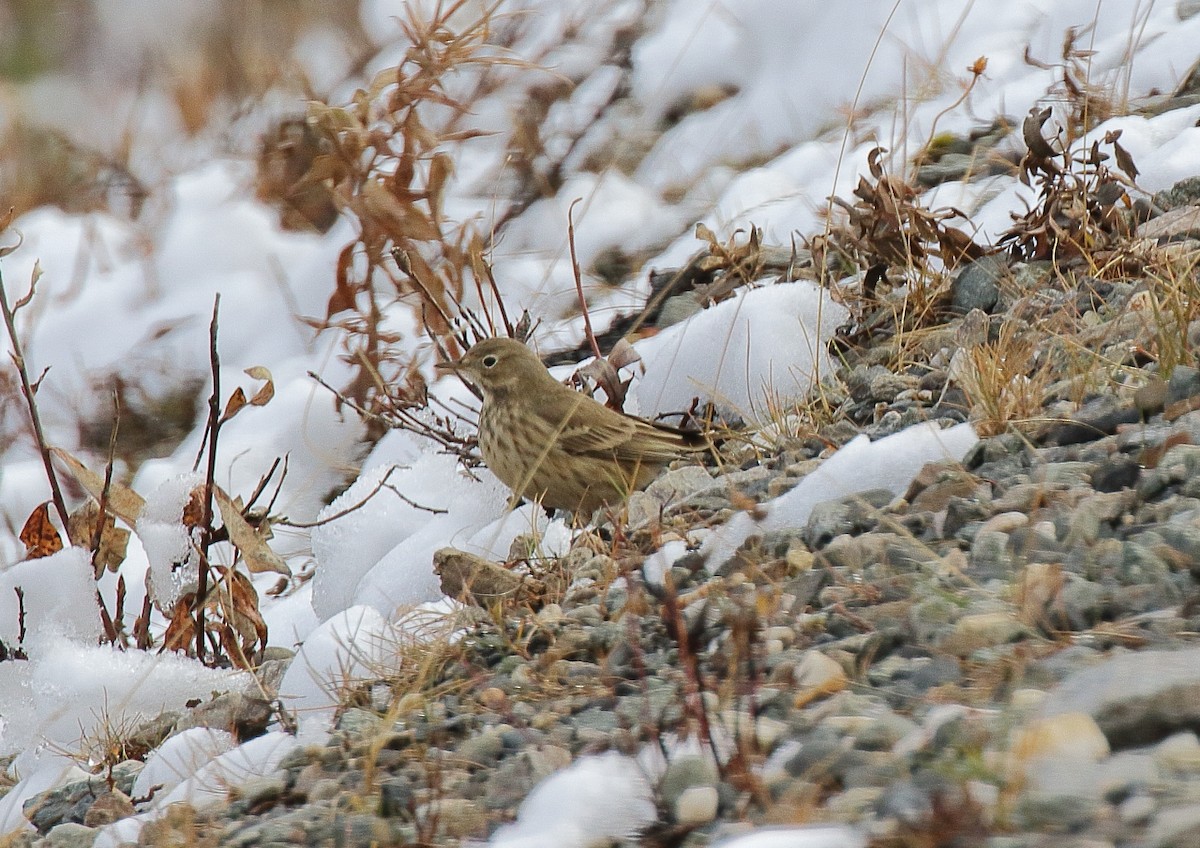 American Pipit - ML84013931